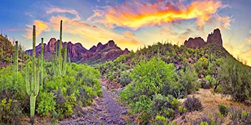 YongFoto Polyester Desert View Cactus Photo Backdrop: 72x18 inches Natural Landscape Photography Background for Reptile