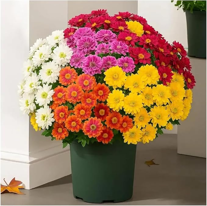 Artificial Mums for Outdoors, Faux Sunset Mum Flowers Planters for Indoor Outside Decor, Fake Look Real, Vibrant, UV Resistant, Waterproof, Windproof (1Mix, 5 Bundle)
