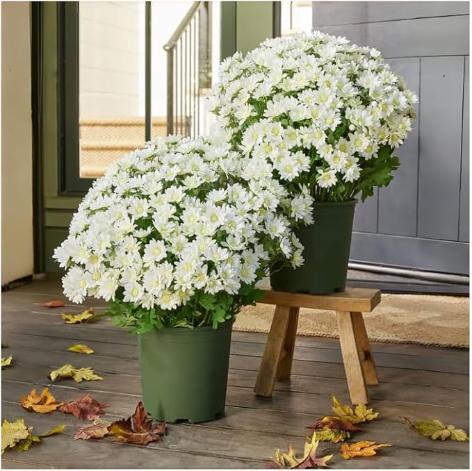 Artificial Mums for Outdoors, Faux Sunset Mum Flowers Planters for Indoor Outside Decor, Fake Look Real, Vibrant, UV Resistant, Waterproof, Windproof (White, 10 Bundle)