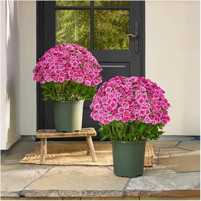 Artificial Mums for Outdoors, Faux Sunset Mum Flowers Planters for Indoor Outside Decor, Fake Look Real, Vibrant, UV Resistant, Waterproof, Windproof (Pink, 10 Bundle)