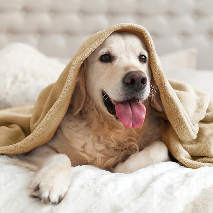 BEDELITE Fleece Blankets Queen Size Light Camel Throw Blankets for Bed, Luxury Plush Cozy Fuzzy Blanket 90x90 inches, Super Soft Warm Lightweight Throw Blanket All Seasons Suitable