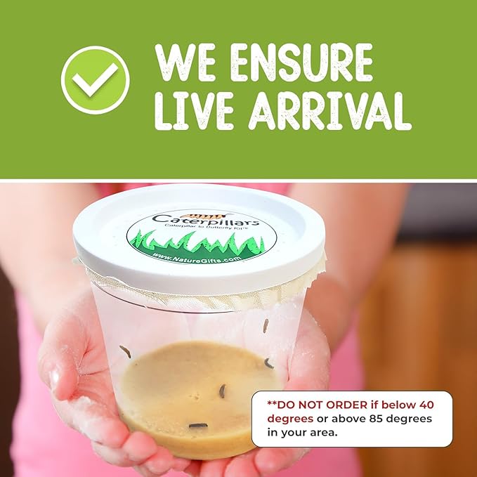 Nature Gifts Live Butterfly Kit - School-Sized Educational Experience with 32 Painted Lady Caterpillars - Pop-Up Cage, and Comprehensive Rearing Supplies for Classroom Engagement, 32 Small Cups