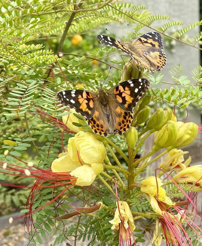 Insect Lore Butterfly Garden with Two Cups of Live Caterpillars, Life Cycle Figurines, English and Spanish Butterfly STEM Activity Journals | 10 Painted Lady Butterfly Baby Caterpillars