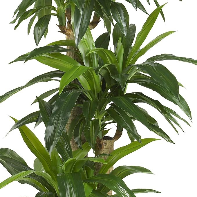 Nearly Natural 62IN Artificial Corn Stalk Dracaena Plant, Tall Fake Plant for Indoor Home Décor, Real Touch Faux Plant