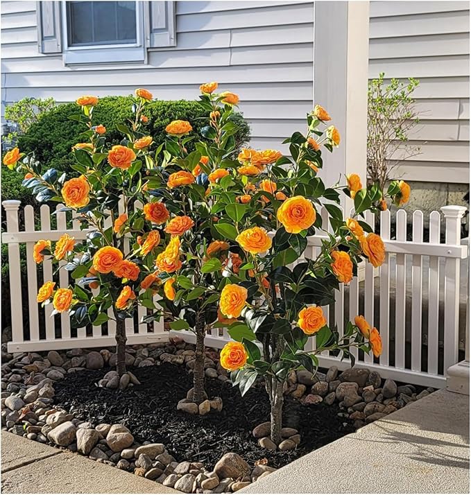 2 Pack 43.3"/3.6FT Artificial Tree with Camellia Flowers Fake Tree with 32 Blooming Flowers Orange Tree for Spring Home Front Door Outdoor Indoor Decor (Including Dried Moss)